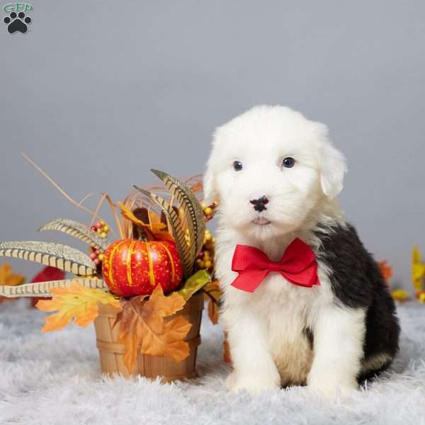 Cameron, Old English Sheepdog Puppy